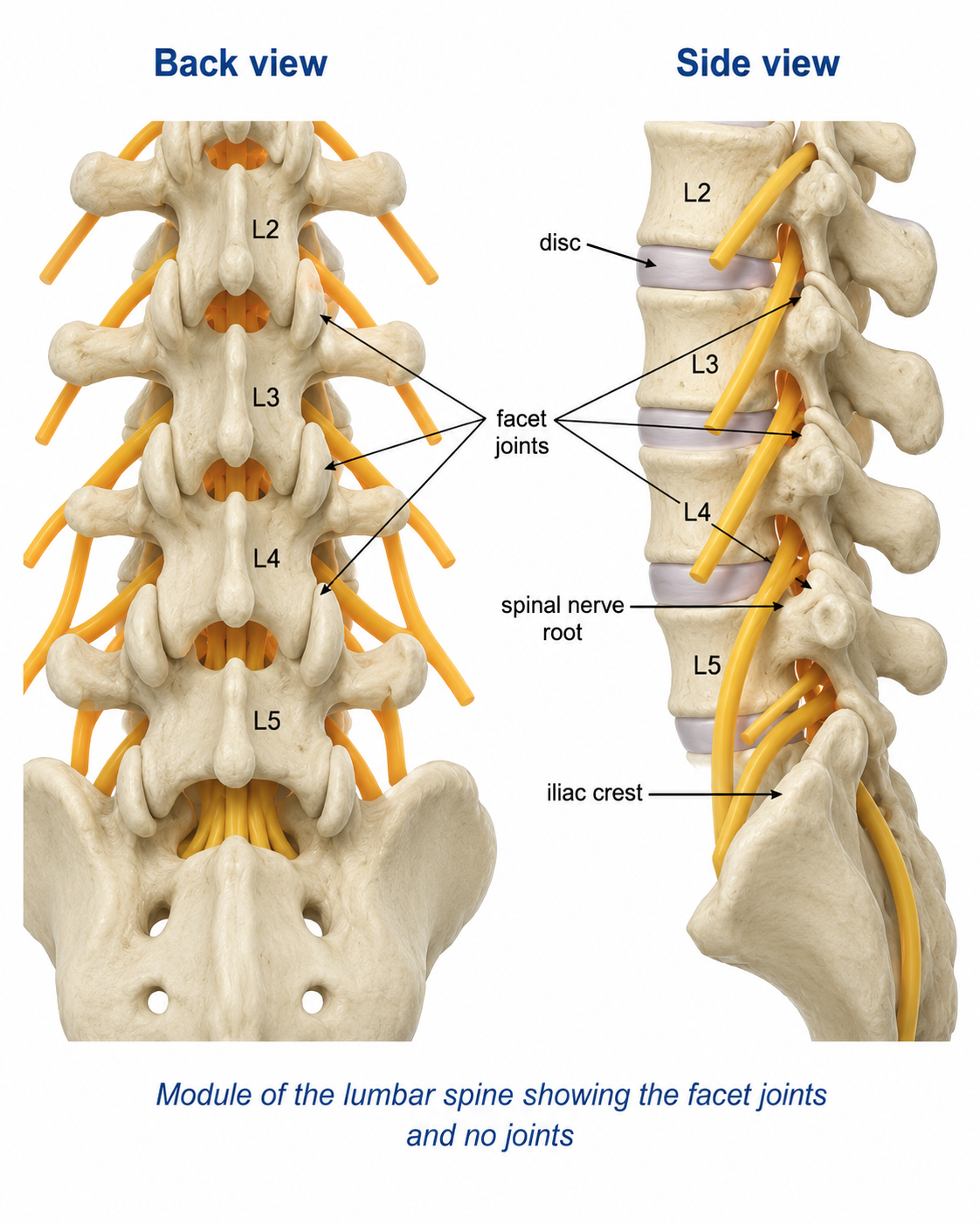 Medial Branch Block for Facet Joint Pain — treatment